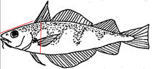 Trisopterus luscus_claves.jpg